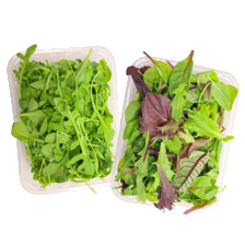 Rucola sla of mesclun slamelange